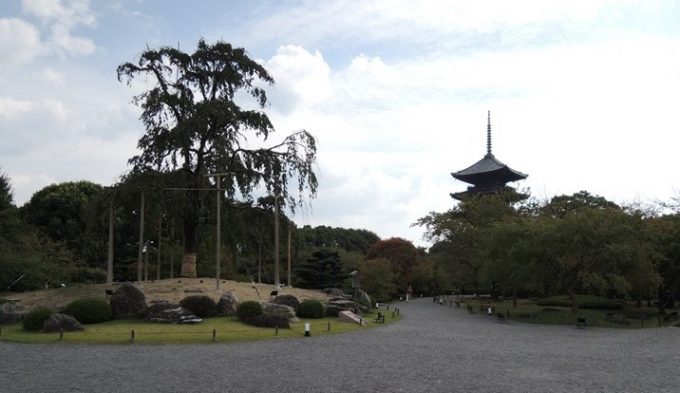 7不二桜と五重塔2