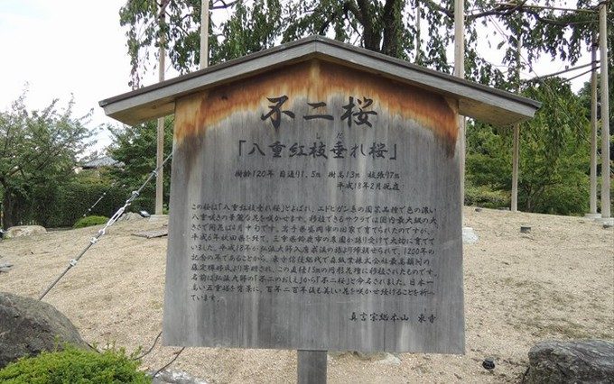 9不二桜立て札