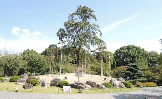 8不二桜