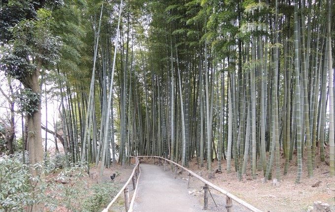 33竹林