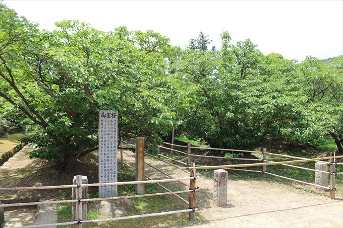 45御室桜