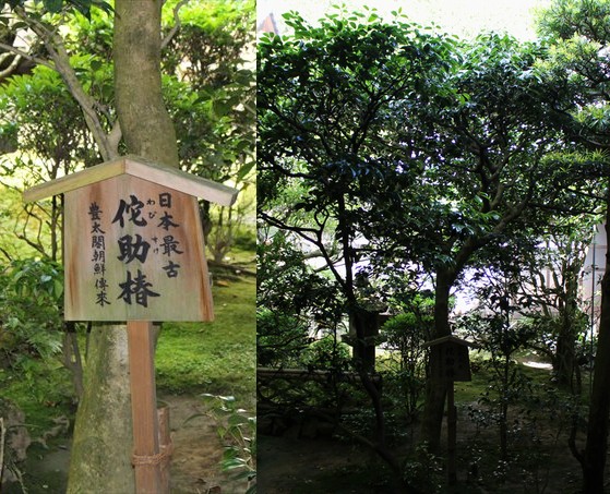 34侘助椿