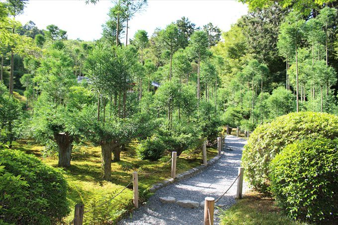46寄り道3変わった樹木
