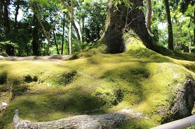 2道の横の苔むした樹木