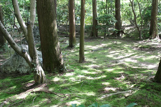 3苔むした森