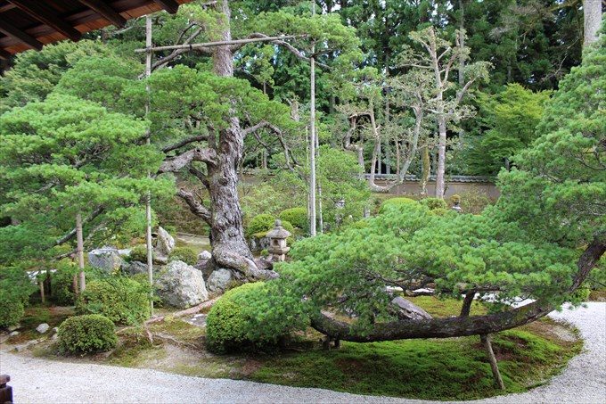 15樹齢400年の松
