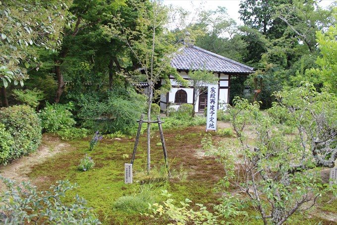 11宸殿再建予定地の梅林
