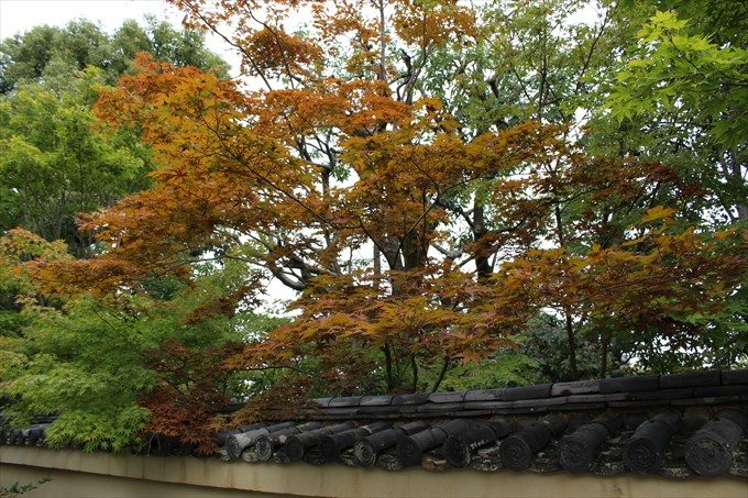28紅葉が色づき始めている