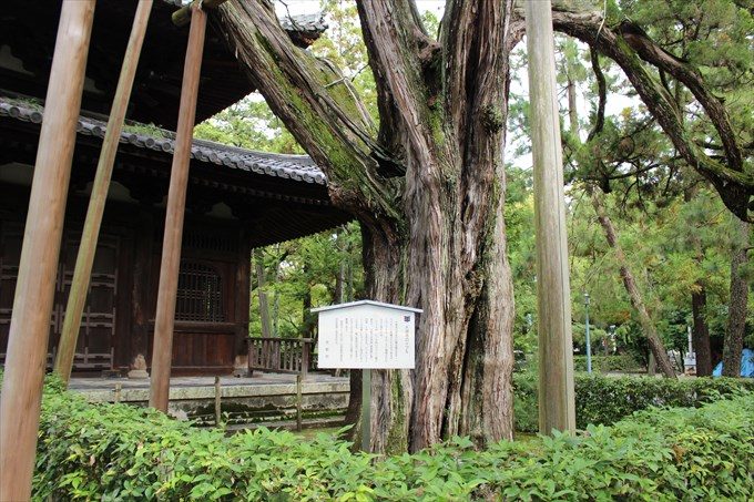 12大徳寺のイブキ