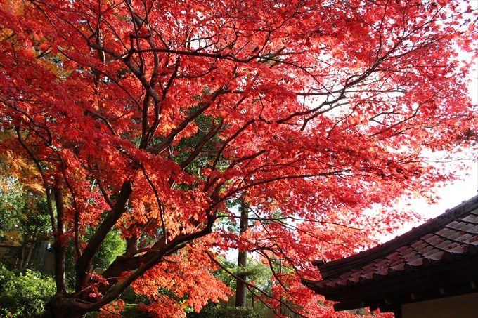 73紅葉