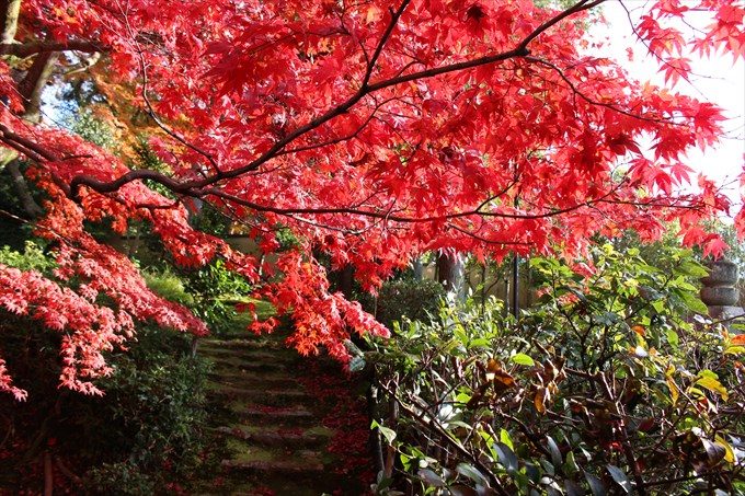 72庭からの階段と紅葉