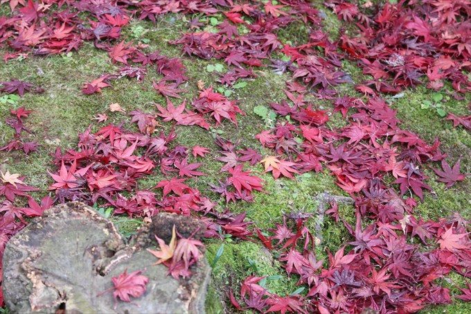 8散り紅葉