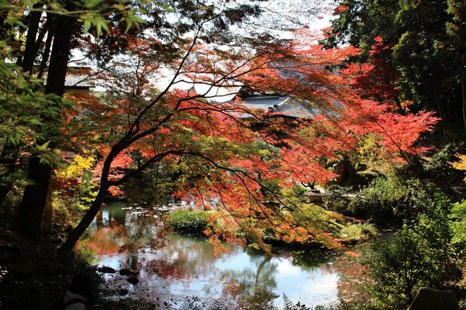 44紅葉と大方丈と池