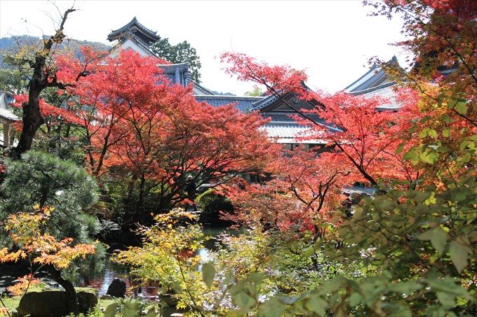 42紅葉と建物