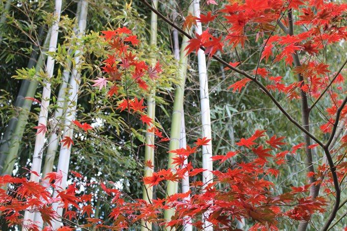 7台所坂の紅葉