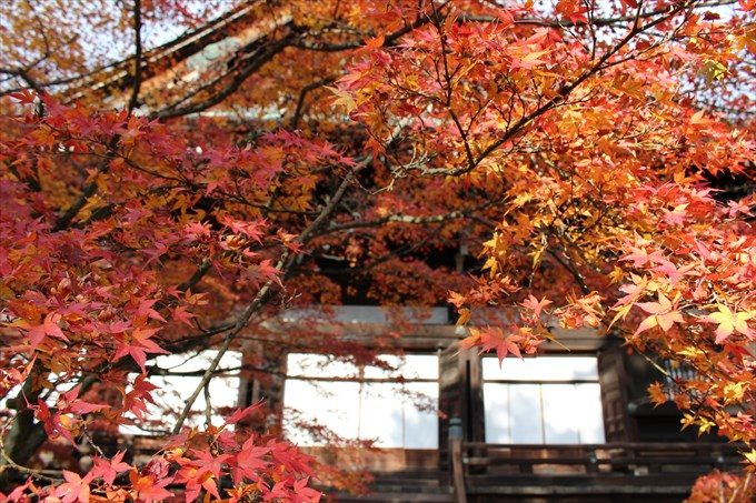 16紅葉