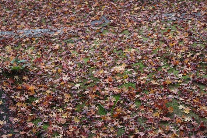 27たくさんの散り紅葉