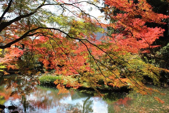 45紅葉と大方丈と池