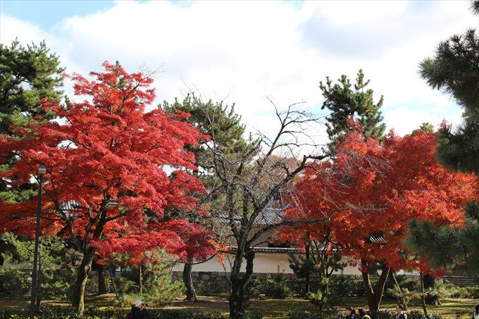 30法堂の外の紅葉