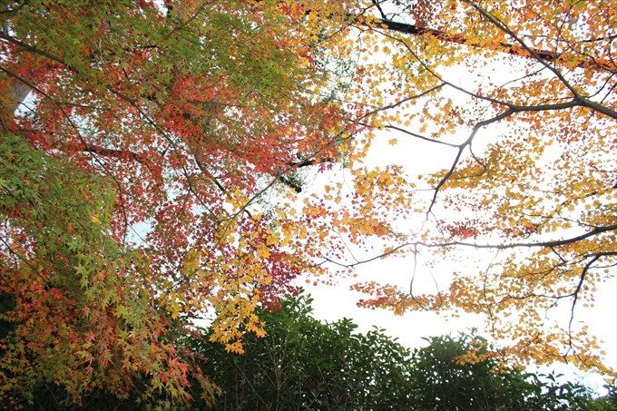 6紅葉