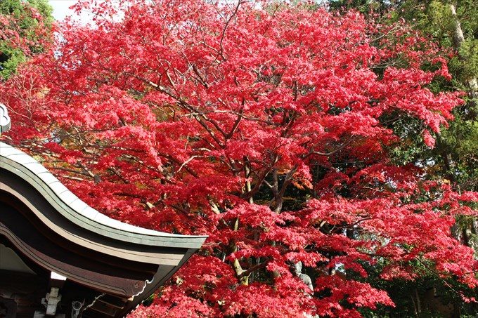 67紅葉アップ