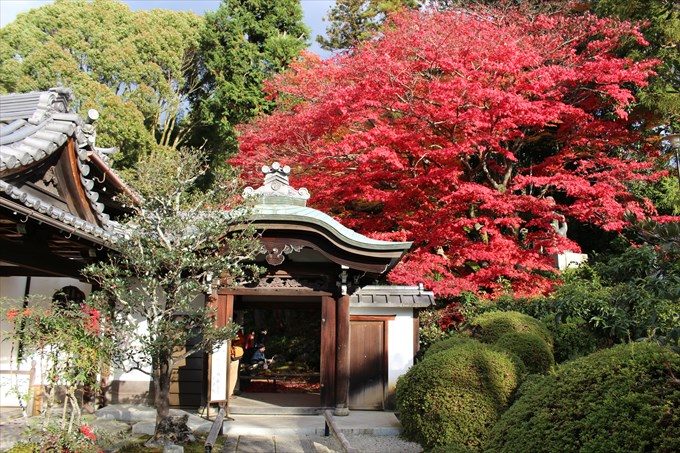 66栄摂院の見事な紅葉