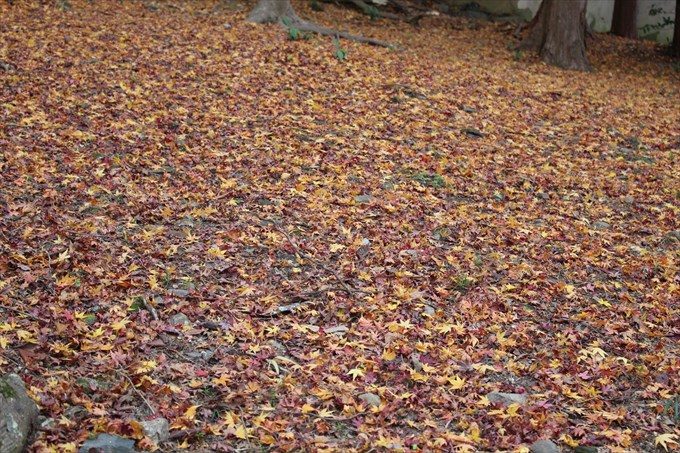 13付近の散り紅葉
