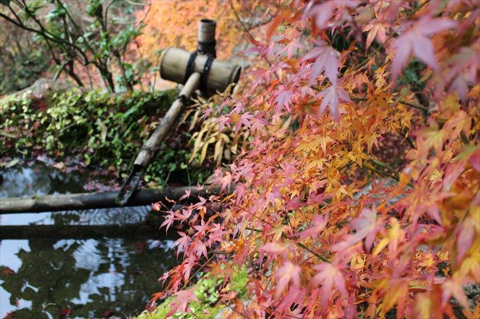 39手水と紅葉