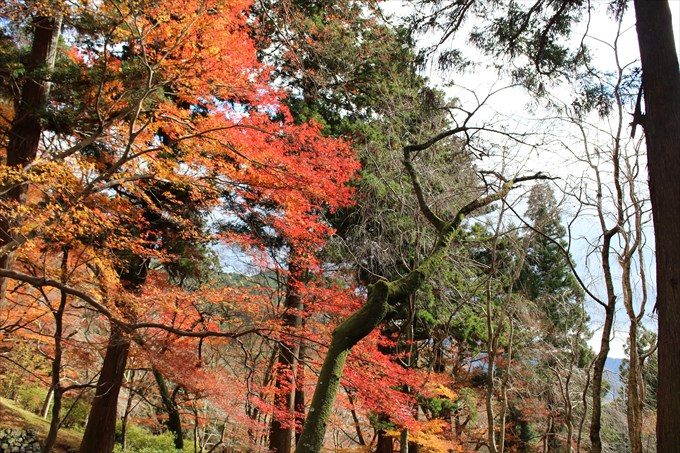6薬医門前の紅葉