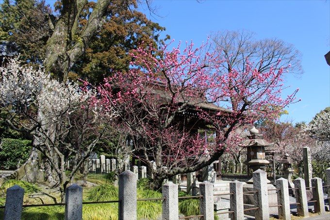 69梅と芹川天満宮