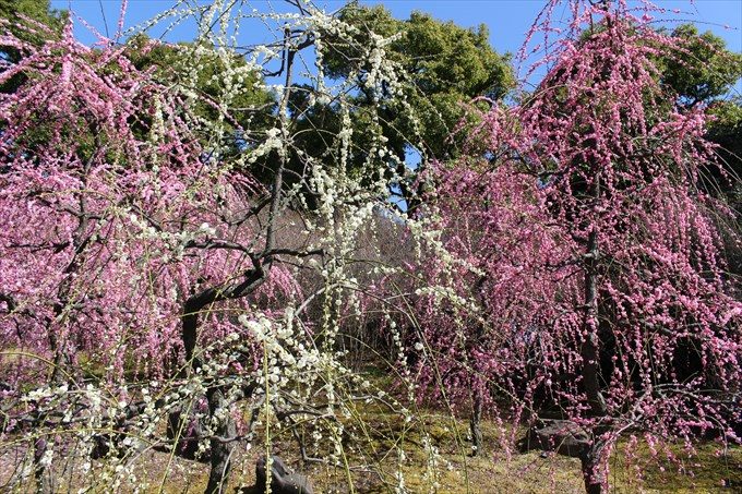 10城南宮のしだれ梅