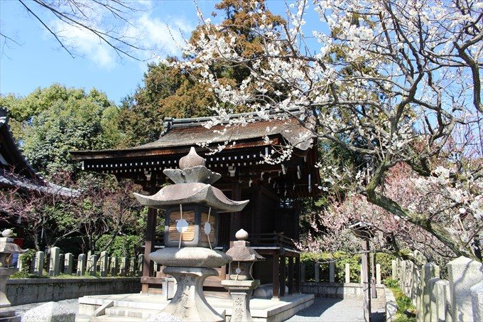 71芹川天満宮と白梅