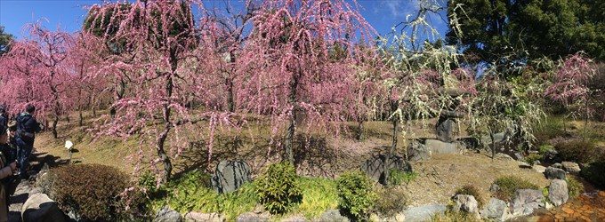 9城南宮のしだれ梅パノラマ