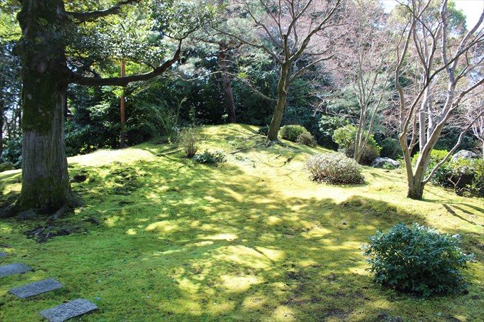 48苔が美しい