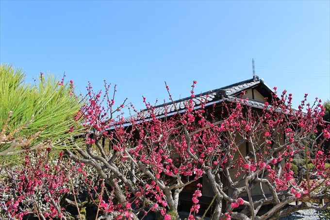 58紅梅と茶室