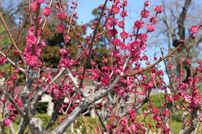 57紅梅は蕾も