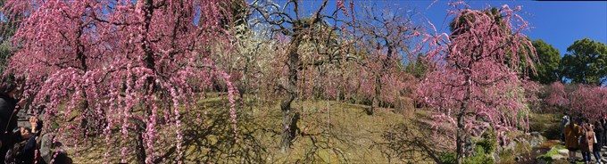 15城南宮のしだれ梅パノラマ