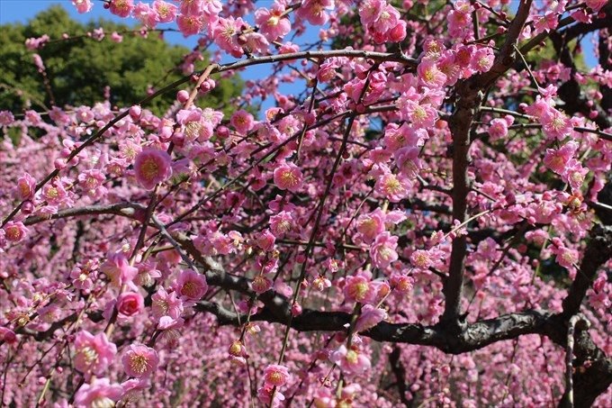 12城南宮のしだれ梅アップ