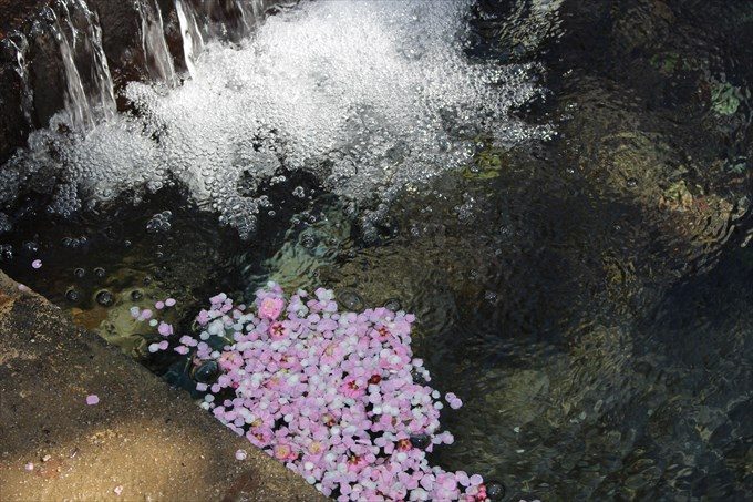 28川と梅の花びら