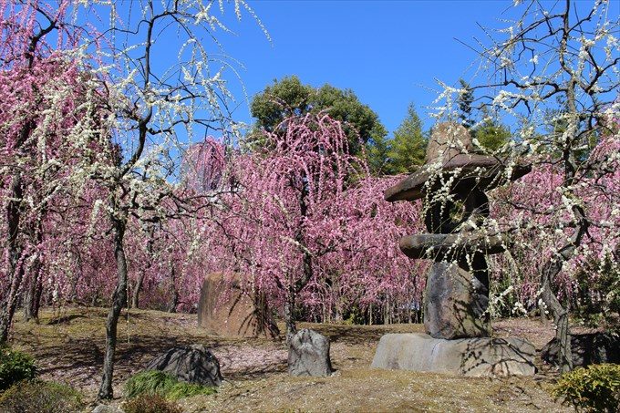 67_2城南宮の神苑のしだれ梅
