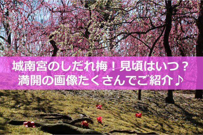 しだれ梅と落ち椿タイトル-01