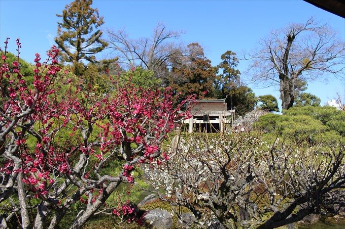56紅梅と白梅（奥は天満宮）