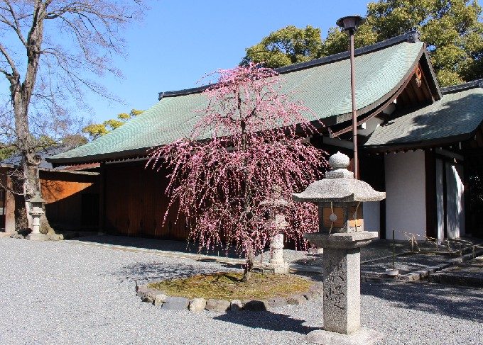 4神興舎としだれ梅