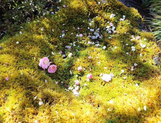 16こけと梅の花びら