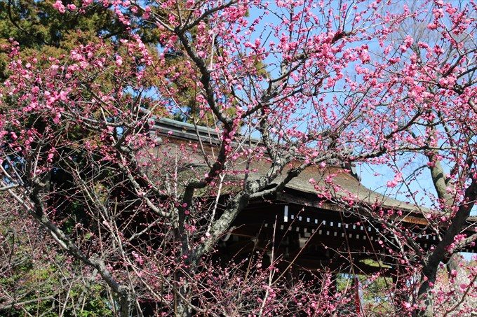 72梅と芹川天満宮