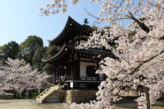 19観音堂(大悲閣)と桜