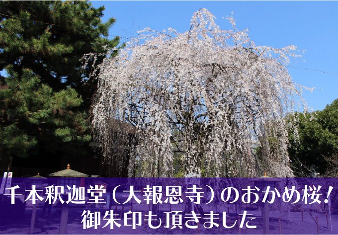 千本釈迦堂大報恩寺の桜タイトル用-01