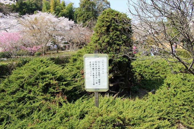 18樹齢750年のハイビャクシン