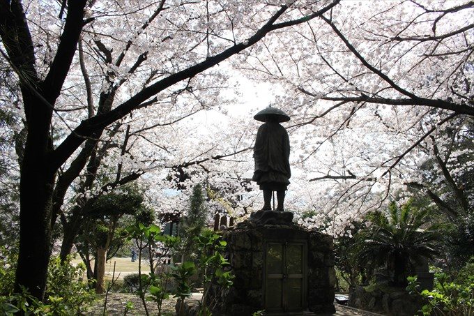 50修行大師と桜