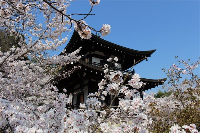 23大悲閣と桜